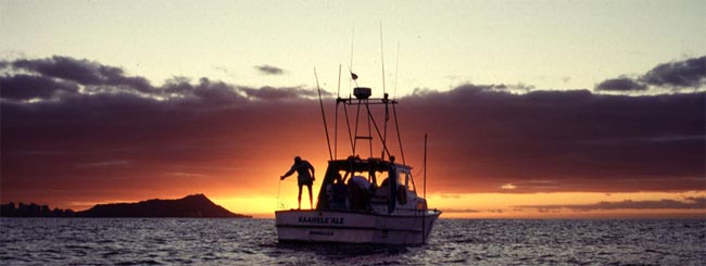 Fishing for tiger sharks
